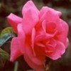 english rose