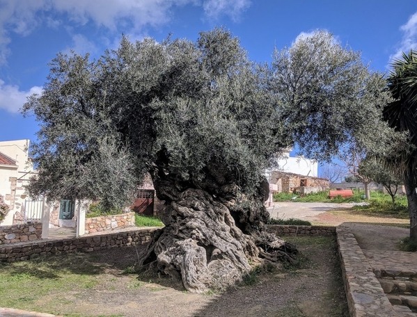 1920px-Olive_tree_of_Vouves-1024x780