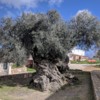 1920px-Olive_tree_of_Vouves-1024x780